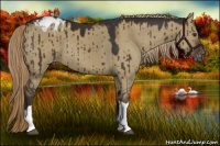 Horse Color:Liver Red Dun Appaloosa 