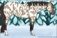 Horse Color:Brown Dun Near Leopard Brindle