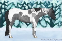 Horse Color:Blue Roan Tobiano 