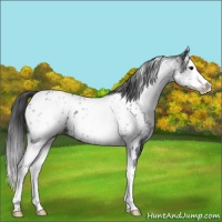 Horse Color:White Spotted Blue Roan Splash Appaloosa 