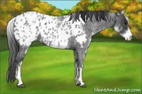 Horse Color:White Spotted Blue Roan Appaloosa