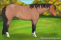 Horse Color:Bay Roan 
