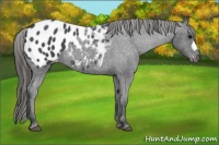 Horse Color:Blue Roan Appaloosa 