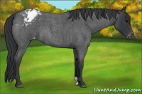 Horse Color:Blue Roan Varnish 