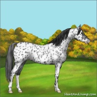 Horse Color:Blue Roan Appaloosa