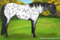 Horse Color:Blue Roan Appaloosa 
