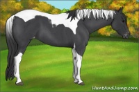 Horse Color:Blue Roan Tobiano Varnish 