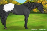 Horse Color:Blue Roan Appaloosa