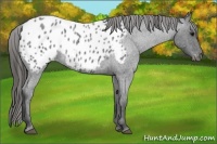 Horse Color:Blue Roan Appaloosa 
