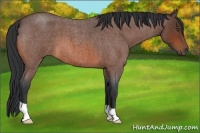 Horse Color:Bay Roan 