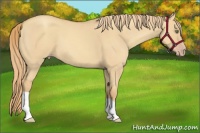 Horse Color:Gold Champagne Dun 