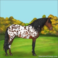 Horse Color:Bay Appaloosa