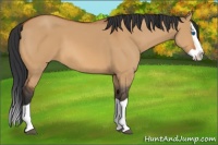 Horse Color:Bay Dun Splash