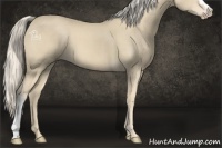 Horse Color:Cremello 
