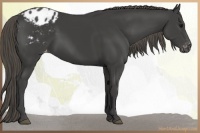 Horse Color:Smoky Black Appaloosa 
