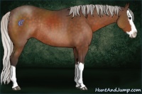 Horse Color:Silver Brown Sabino Splash Rabicano