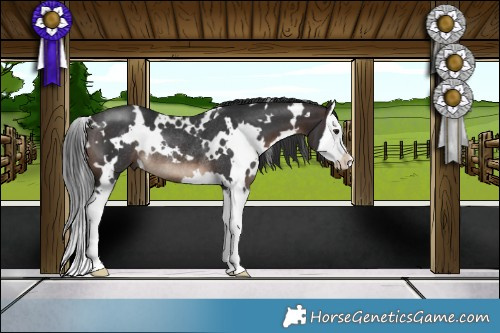 Horse Color:White Spotted Brown Splash Rabicano 