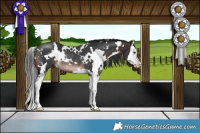 Horse Color:White Spotted Brown Splash Rabicano 