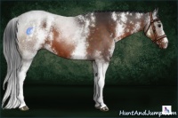 Horse Color:White Spotted Brown 