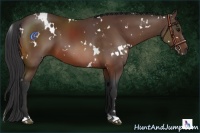 Horse Color:White Spotted Brown 