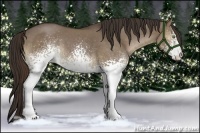 Horse Color:White Spotted Liver Red Dun Sabino 