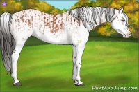 Horse Color:White Spotted Bay Splash  and White Spotted Bay Splash 