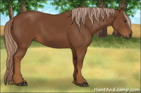 Horse Color:Gray Palomino
