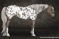 Horse Color:Silver Smoky Blue Roan Near Leopard 