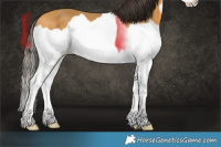 Horse Color:Buckskin Splash 