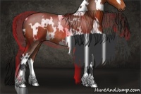 Horse Color:White Spotted Bay Rabicano 
