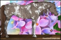 Horse Color:White Spotted Liver Chestnut Ice Rabicano 