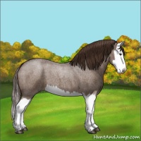 Horse Color:Liver Red Roan Splash 