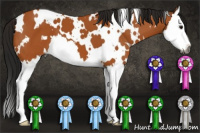 Horse Color:Gray White Spotted Buckskin Splash Varnish