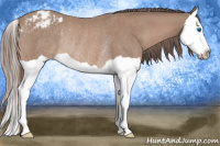 Horse Color:Gray Perlino Splash Appaloosa Rabicano 