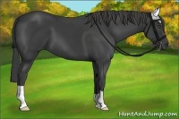 Horse Color:Smoky Black 