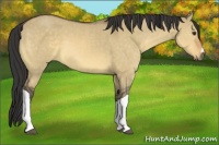Horse Color:Buckskin Dun 