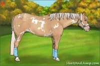 Horse Color:White Spotted Silver Classic Champagne