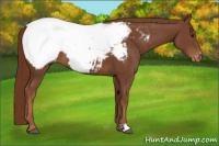 Horse Color:Chestnut Snowcap 