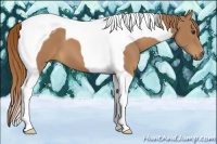 Horse Color:Chestnut Tobiano