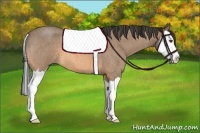 Horse Color:Buckskin Roan Splash