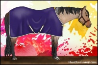 Horse Color:Brown Roan Dun Rabicano Brindle 