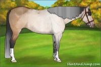 Horse Color:Brown Roan Dun Brindle