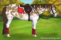 Horse Color:White Spotted Liver Red Dun Sabino Appaloosa