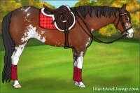 Horse Color:Brown Sabino Appaloosa 