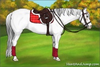 Horse Color:Bay Sabino Snowcap 