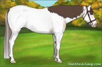 Horse Color:White Spotted Buckskin Roan Dun Splash Frame Near Fewspot 
