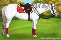Horse Color:Chestnut Sabino Rabicano