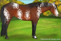 Horse Color:White Spotted Bay 