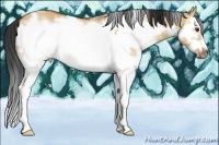Horse Color:White Spotted Bay Dun Frame 