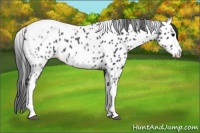Horse Color:White Spotted Black Splash Tobiano Frame Near Leopard
